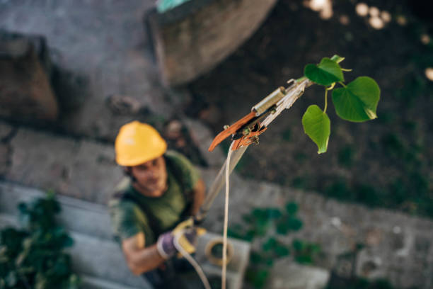 Trusted Seaside, CA Tree Service Experts